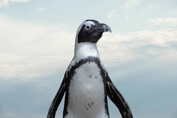 Pinguim Africano Spheniscus Demersus Também Conhecido Como Pinguim Burro Pinguim — Fotografia de Stock