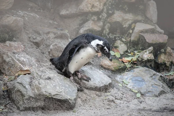 Αφρικανικός Πιγκουίνος Spheniscus Demersus Επίσης Γνωστός Βλάκας Πιγκουίνος Και Μαυροπόδαρος — Φωτογραφία Αρχείου