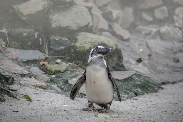 Pinguino Africano Spheniscus Demersus Noto Anche Come Pinguino Asino Pinguino — Foto Stock