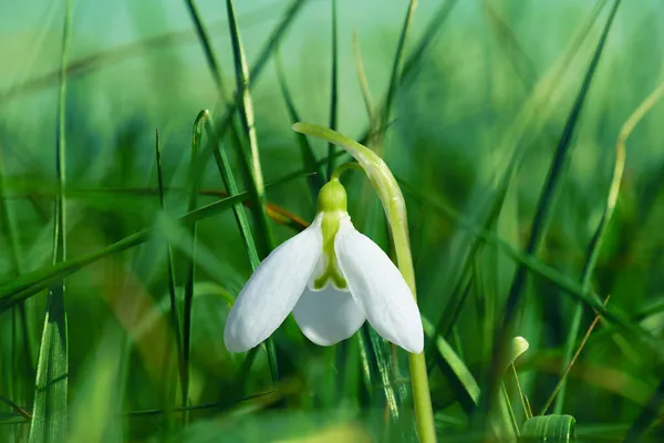 Flores Primavera Neve Galanthis Jardins Primavera Adiantados Delicado Snowdrop Flor — Fotografia de Stock