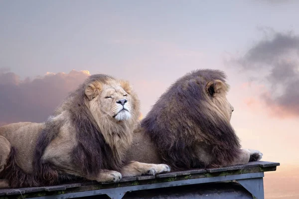 車の屋根の上で夜の光の中で眠っている2匹のライオン — ストック写真