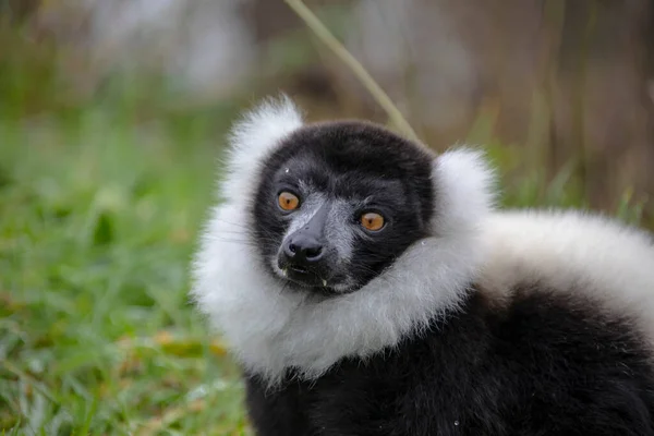 Närbild Vuxen Svart Och Vit Rufsig Lemur Varecia Variegata Denna — Stockfoto