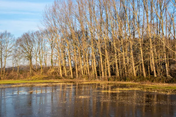 Bagno Duży Drzewo Zimie Pod Wieczorny Niebo Krajobraz Zimowy Holandii — Zdjęcie stockowe