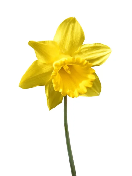 Narciso Amarillo Aislado Sobre Fondo Blanco — Foto de Stock