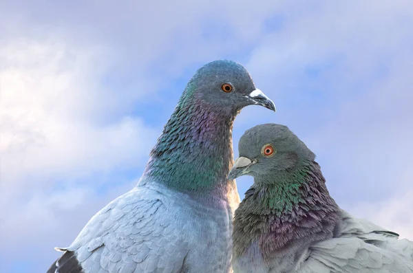 Porträt Zweier Felsentauben Oder Felsentauben Oder Tauben Mitglieder Der Vogelfamilie — Stockfoto