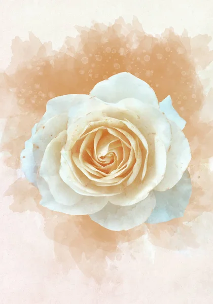 一朵生机勃勃的白玫瑰花的水彩画 植物学艺术 贺卡或婚宴请柬的装饰元素 — 图库照片