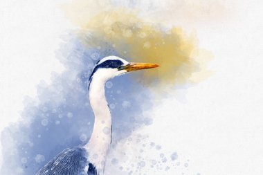Suluboya - balıkçıl portresi. El çizimi suluboya balıkçıl tasarım tebrik kartı veya yazdırma için mükemmel.