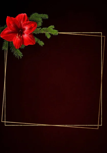 Merry Christmas Gouden Rand Met Sparren Tak Rode Amaryllis Een — Stockfoto