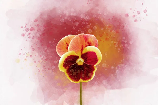 水彩で濃い赤と黄色のパンジーの花のクローズアップ グリーティングカード用植物イラスト — ストック写真