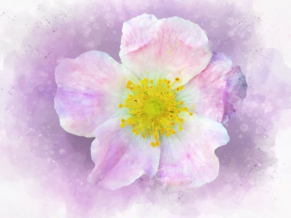 Watercolor Drawing Vibrant Pink Dog Rose Flower Botanical Art Decorative — Foto Stock