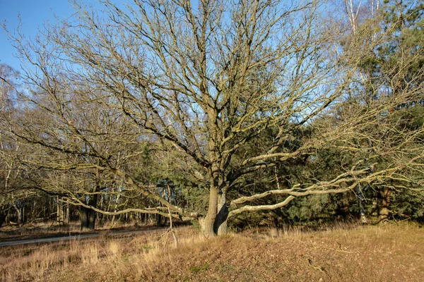 Sumpfland Mit Großen Bäumen Winter Unter Einem Abendhimmel Winterlandschaft Den — Stockfoto