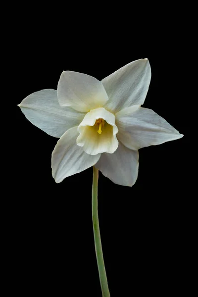 Fiorellino Narciso Narciso Bianco Isolato Fondo Nero Fiore Primaverile Bianco — Foto Stock