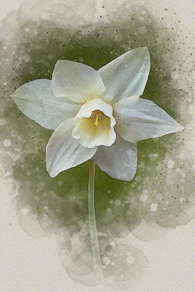 Akwarelowy Żonkil Ręcznie Rysowane Akwarela Wiosna Kwiat Idealny Projektowania Kartki — Zdjęcie stockowe