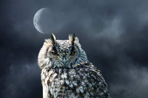 Eurasian Eagle Owl Bubo Bubo Night Moon Background Detail Biggest — Foto de Stock