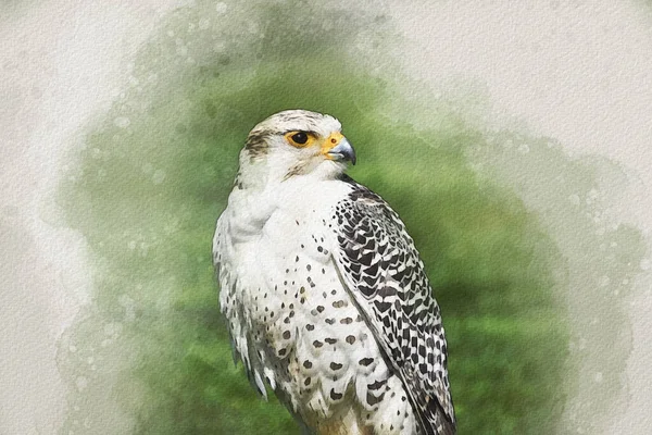 Watercolor Falcon Isolated White Background Hand Drawn Watercolor Falcon Perfect —  Fotos de Stock
