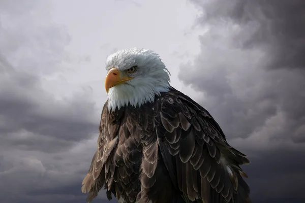 Portrait American Male Bald Eagle Stormy Sky — Stock Photo, Image