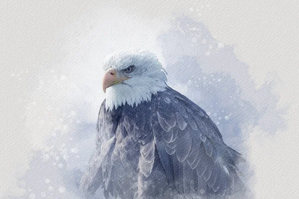 Pintura Acuarela Águila Calva Americana Depredador Símbolos Ilustración Aves —  Fotos de Stock
