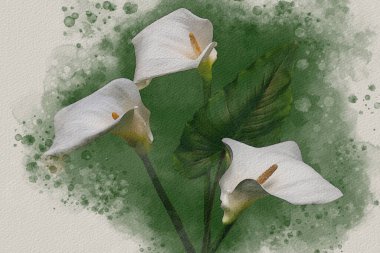 Three white Calla Lily flowers on a green background. Botanical watercolor illustration.