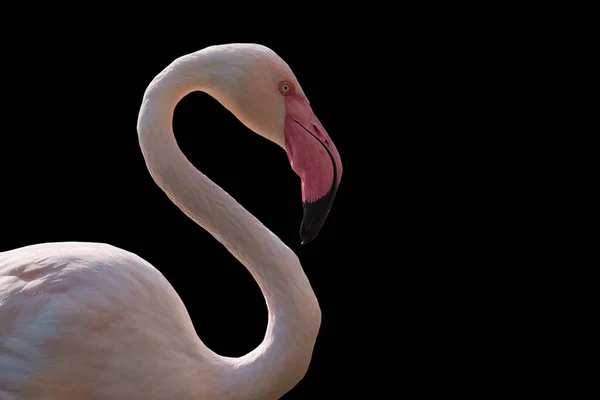 American Flamingo Phoenicopterus Ruber Isolated Black Background Large Species Flamingo — Stock Photo, Image