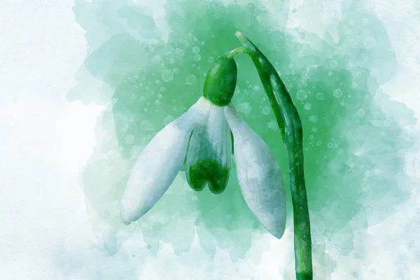 Ανοιξιάτικο Λουλούδι Αδιάβροχη Χιονόμπαλα Υδατογραφία Πρώτη Άνοιξη Λουλούδια Βοτανική Απεικόνιση — Φωτογραφία Αρχείου