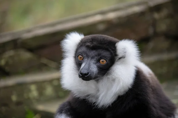 Den Ringsvansade Lemur Lemur Catta Stor Strepsirhine Primat Och Den — Stockfoto