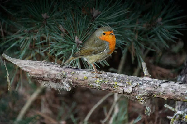 Red Robin Erithacus Rubecula Bird Foraging Ecological Garden Natural Background — Stock Fotó