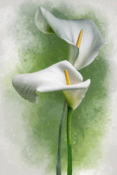 Dwa Białe Kwiaty Calla Lily Zielonym Tle Ilustracja Akwarela Botanicznego — Zdjęcie stockowe