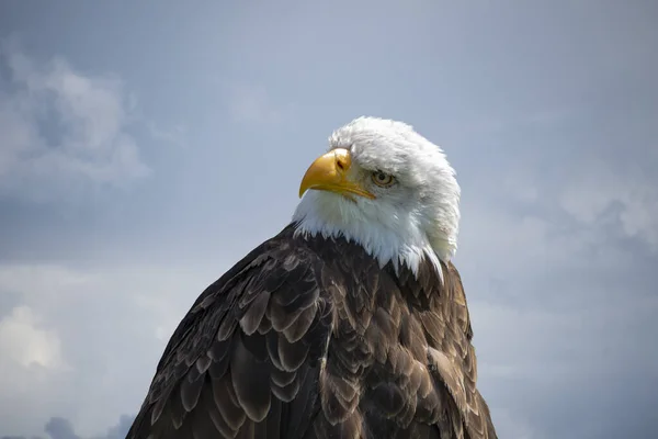 Portrait American Male Bald Eagle Stormy Sky — 图库照片