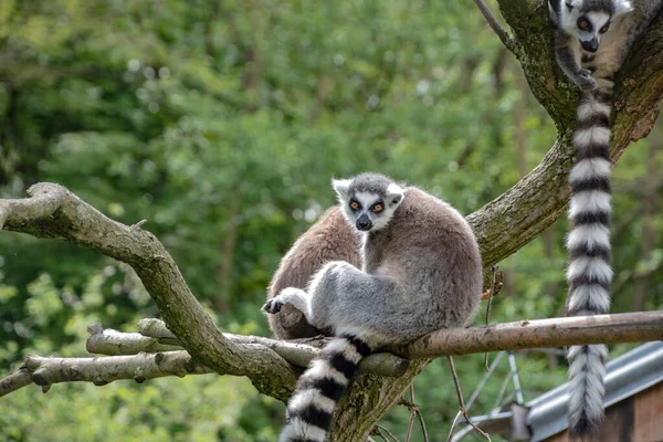 Bir Çift Halka Maki Catta Lemurunu Büyük Turuncu Gözleriyle Takip — Stok fotoğraf