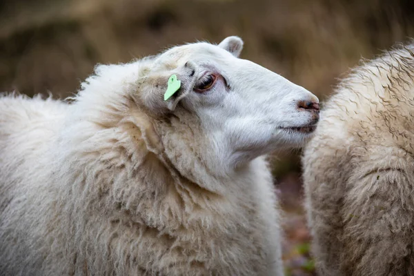 持続可能な家畜の概念 緑の畑に羊 国産の毛皮とふわふわのかわいい動物 エコ農地 牧草地 コピースペースで肖像画を閉じます — ストック写真