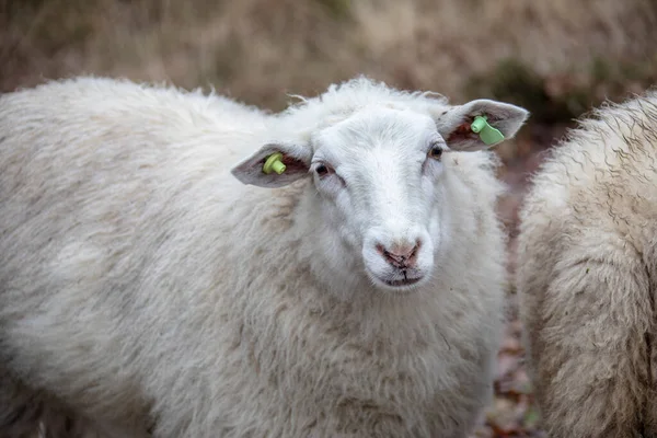 Conceito Gado Sustentável Ovelhas Campo Verde Doméstico Peludo Fofo Animal — Fotografia de Stock