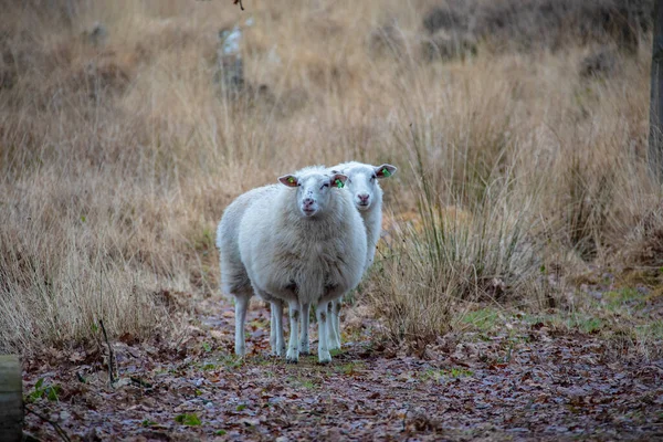 持続可能な家畜の概念 緑の畑に羊 国産の毛皮とふわふわのかわいい動物 エコ農地 牧草地 コピースペースで肖像画を閉じます — ストック写真