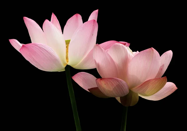 Flores Lótus Rosa Isoladas Fundo Preto Objeto Com Caminho Recorte — Fotografia de Stock