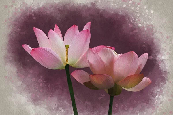 Watercolor Painting Vibrant Pink Lotus Flowers Botanical Art Decorative Element — 图库照片