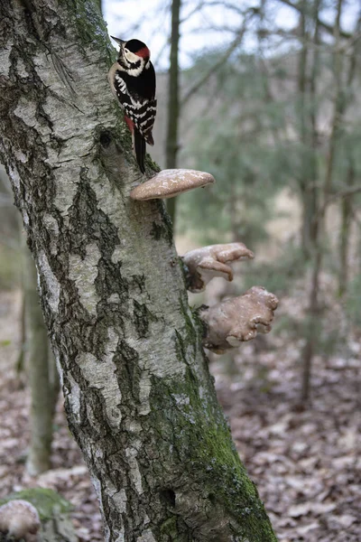 木の幹に小さなキツツキが座っている キツツキは大きな木の上で食物を得る 偉大な斑点のあるキツツキ Dendrocopos少佐 — ストック写真