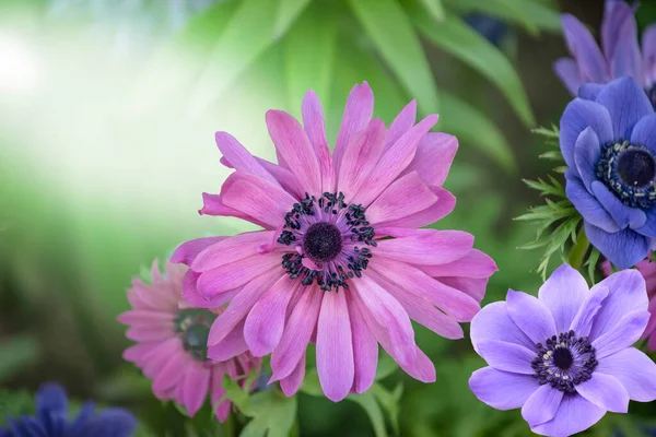 Beautiful Purple Blue Anemone Flowers Springtime Garden — Stock Photo, Image