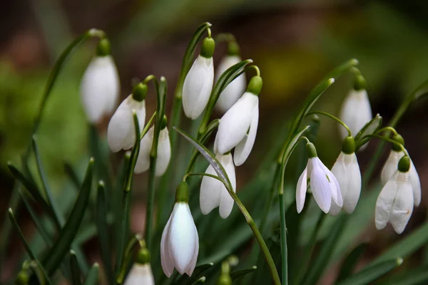 Flores Primavera Neve Galanthis Jardins Primavera Adiantados Delicado Snowdrop Flor — Fotografia de Stock