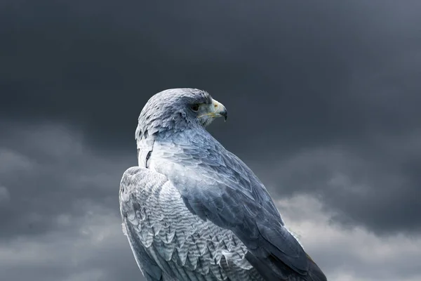猎食的白色猎鹰或猎鹰鸟 背景是暴风雨的天空 — 图库照片