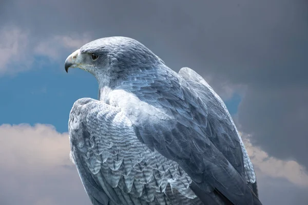 White Falcon Gyrfalcon Bird Prey Stormy Sky — 图库照片