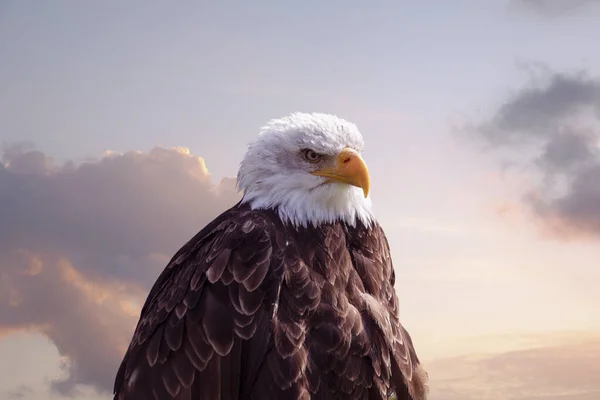 Porträtt Amerikansk Man Bald Eagle Innan Kvällen Himlen — Stockfoto