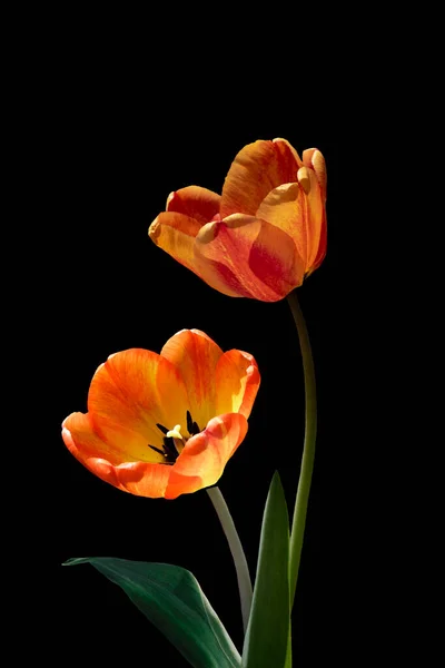 Červené Oranžové Tulipány Květiny Izolované Černém Pozadí Tulipány Izolované Černém — Stock fotografie