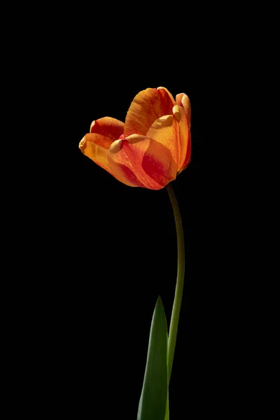 Červený Oranžový Tulipán Květiny Izolované Černém Pozadí Tulipánová Hlava Izolovaná — Stock fotografie