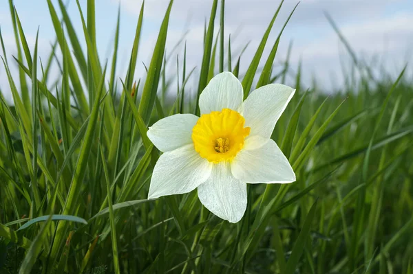 Gros Plan Une Fleur Jonquille Romantique Fleur Printemps Jour Ensoleillé — Photo