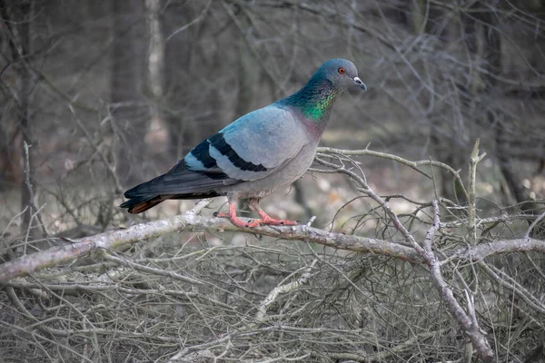自然を背景に生態系の冬の庭でピジョン鳥 自然の中で野生生物 オランダ — ストック写真