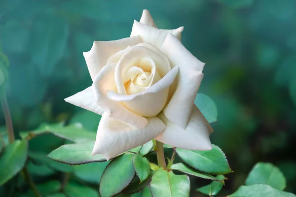 Schöne Rosenblüte Garten Rose Blume Hintergrund Rosen Blume Textur — Stockfoto