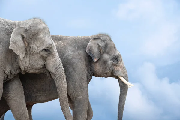 Una Pareja Elefantes Elefante Asiático Mamífero Terrestre Más Grande Del — Foto de Stock