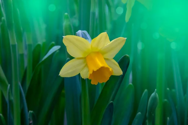 Primo Piano Fiore Narciso Romantico Fiore Primaverile Nella Soleggiata Giornata — Foto Stock