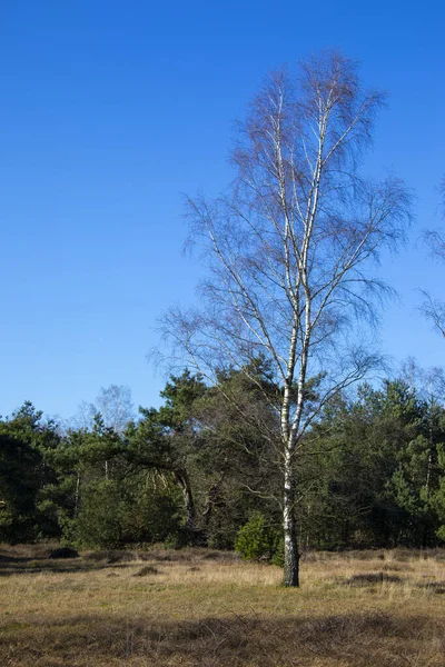 Swampland Big Birch Tree Early Spring Blue Sky Typical Landscape — Stock Photo, Image