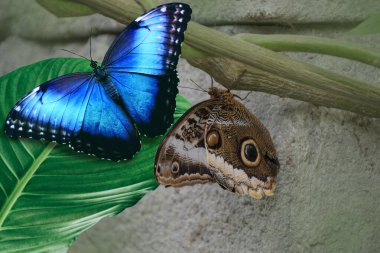 Beautiful closeup of two Peleides blue morpho butterflies, one with open and one with closed wings, Tropical butterfly specie from America clipart