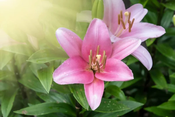 Schöne Rosa Lilienblüten Sommergarten Lilium Hybriden Blühen — Stockfoto